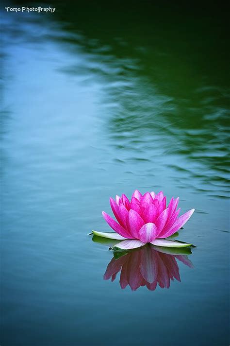 lotus flower images in water - Quiana Emmons