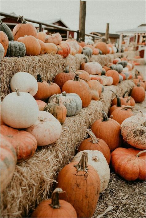 Pumpkin Parade | Cute fall wallpaper, Autumn inspiration, Fall harvest