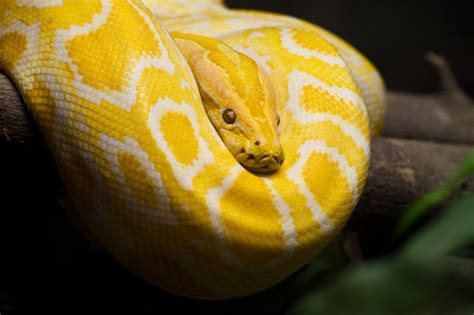 12 Foot Python Found After Escaping - Prepared For That