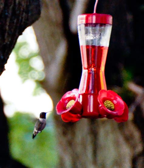 FEAST EVERYDAY : Hummingbird Food