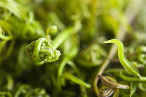 Fresh Edible Fiddlehead Fern Stock Image - Image of edible, canada ...