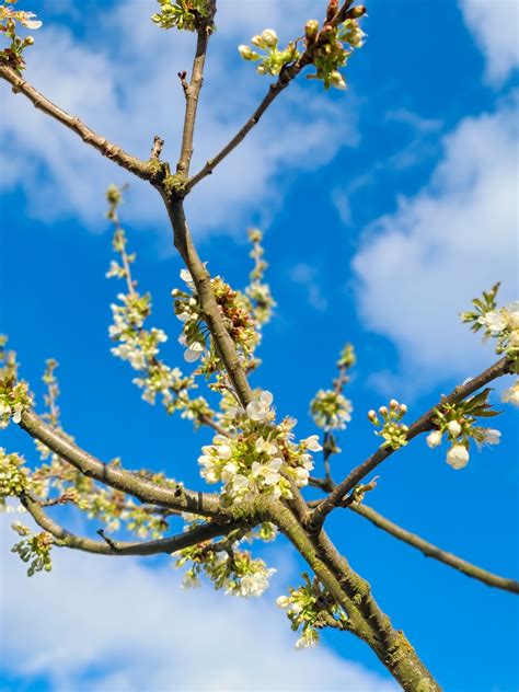 Flowering Cherry Tree Branch Free Stock Photo - Public Domain Pictures