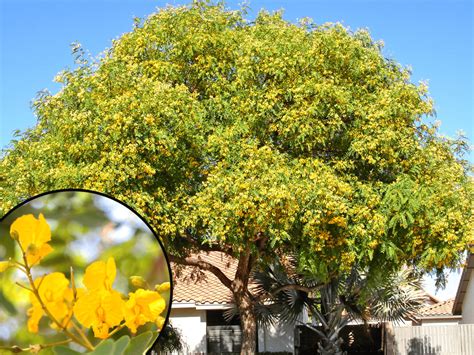 The Top 5 Yellow Flowering Trees