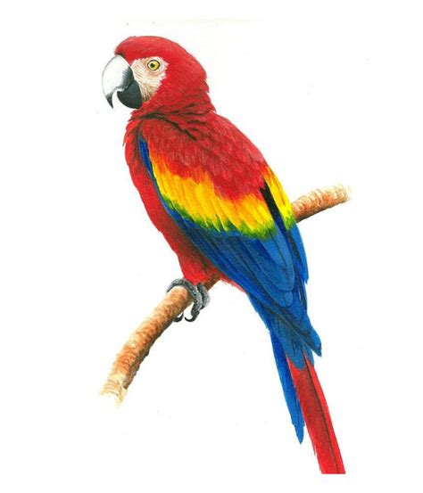 How To Draw a Parrot Drawing in Just 10 Minutes. | Parrot drawing, Parrot painting, Watercolor ...