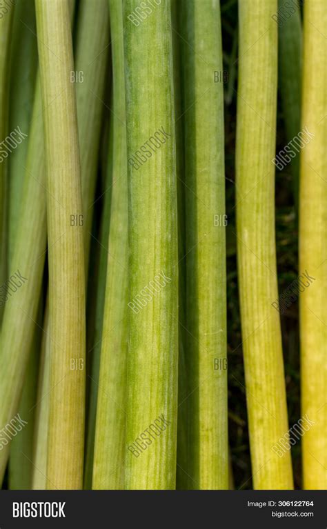 Green Plant Stalks. Image & Photo (Free Trial) | Bigstock