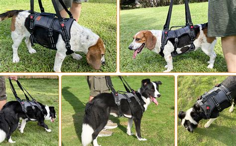 Amazon.com: LOOBANI Dog Lift Harness for Front Legs, Sturdy Dog Support Sling for Senior Large ...