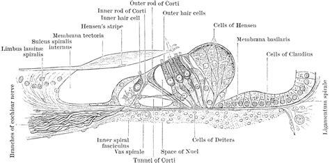 Section of Corti's Organ | ClipArt ETC