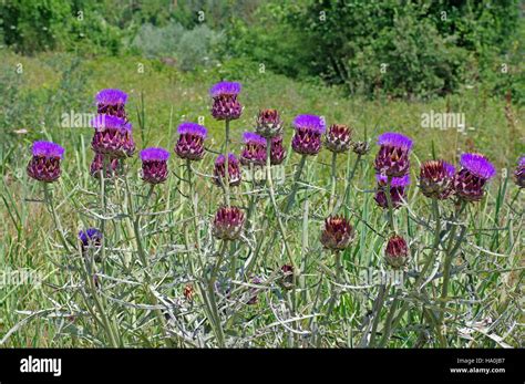 Artichoke heads with flower in bloom - Cynara cardunculus var. scolymus ...