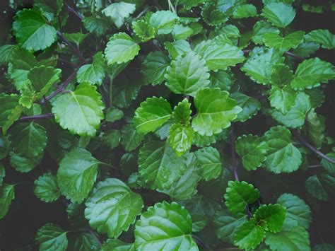 Yerba buena - Invasive Species Council of British Columbia