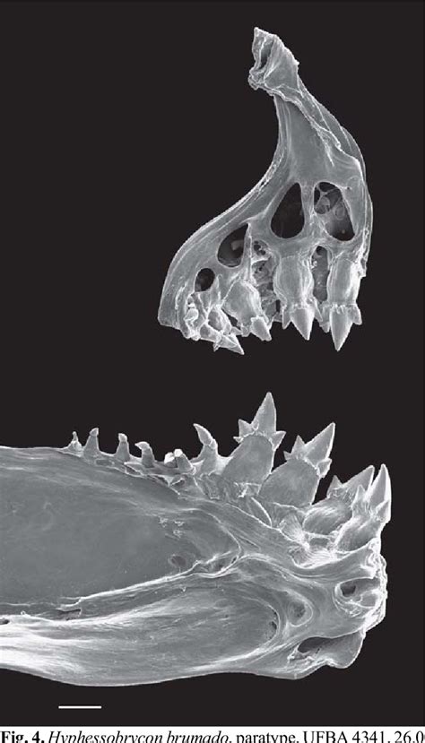 Hyphessobrycon guarani | Semantic Scholar