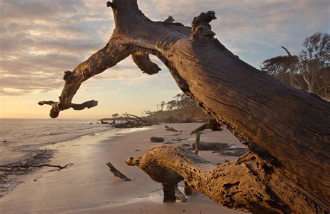 How to Photograph Nature on Big Talbot Island | Jacksonville Magazine