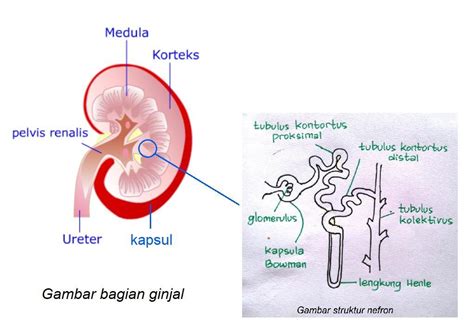 Alat Ekskresi Yang Menyelimuti Tubuh Manusia