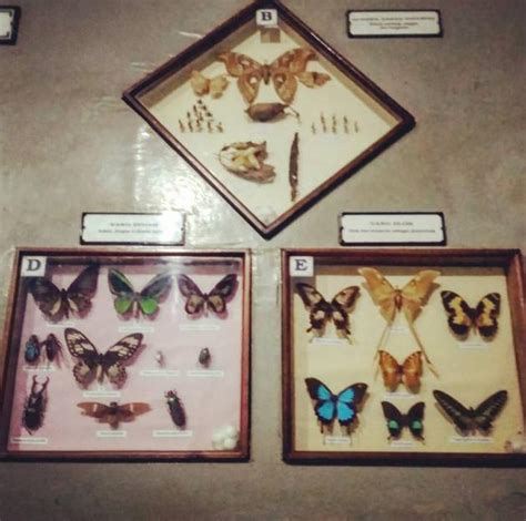 √ Museum Zoologi Bogor: Sejarah, Koleksi, Harga Tiket 2024