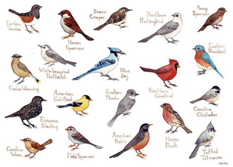 Two Decades of Caring for Songbirds of All Kinds: A Conversation with ...