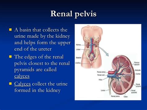 Urinary+system+anatomy+and+physiology