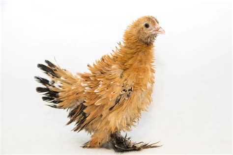 Frizzle Polish Chicken: Egg Production, Breed Personality And Care