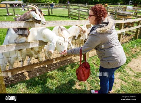 Woman Feeding Boer Goats At Cotswold Farm Park Bemborough Farm Kineton UK Stock Photo - Alamy