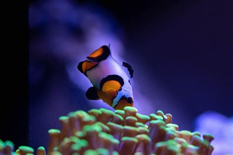 The Ultimate Hammer Coral Care Guide | Reef Tank Advisor