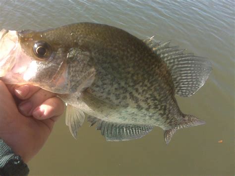 Arkansas big fish pics - Page 9