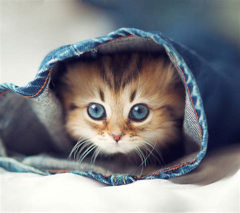 TOP 15 Really Cute Kittens ~ Amits IT Blog (Latest Technology News)