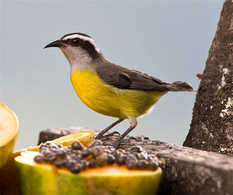 14 Types of BIRDS in the Dominican Republic! (COMMON) - Bird Watching HQ