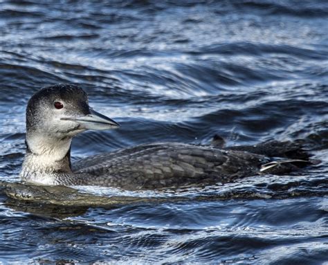 Common Loon Plumage and Appearance – Loon Preservation Committee