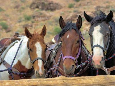 Las Vegas Horseback Riding Tours 2022