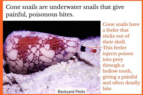 Snails Bite: How They Do It, Why, & What It Feels Like - Backyard Pests