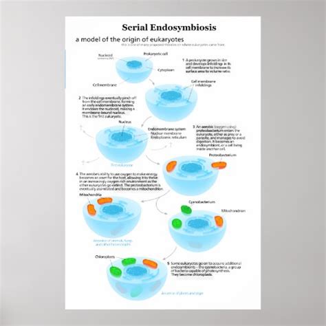 Serial Endosymbiosis Theory mitochondria plastids Poster | Zazzle