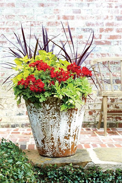 Beautiful Container Plants For Full Sun Ideas - GARDENIDEAZ.COM