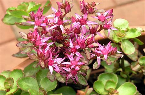 Photo #77292 | Sedum spurium 'Dragon's Blood' | plant lust