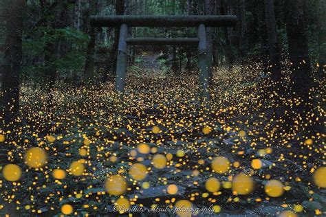 Fireflies captured in Shinkoku Region, Japan : r/MostBeautiful