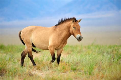 Tout sur le cheval de Przewalski - Kyrgyz'What