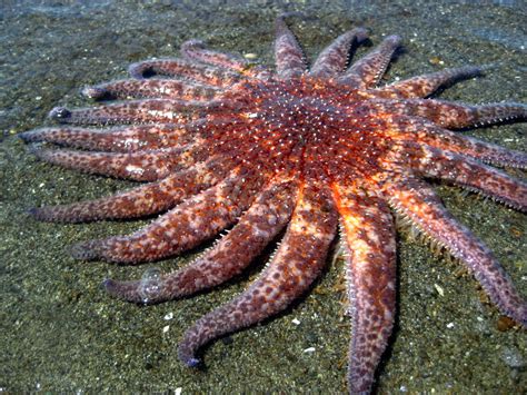 Sunflower sea star nearly wiped out by virus in B.C., Washington waters ...