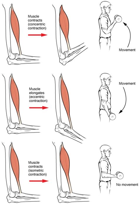 Difference Between Concentric and Eccentric Contractions | Compare the Difference Between ...