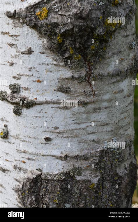 Aspen tree bark Stock Photo - Alamy