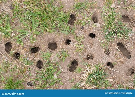 Mouse or Vole Hole in the Ground, Lawn Cultivation Problem, Agriculture ...