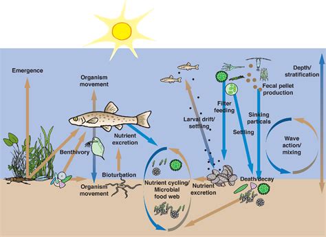 Figure 1 from Linking the bottom to the top in aquatic ecosystems : mechanisms and stressors of ...