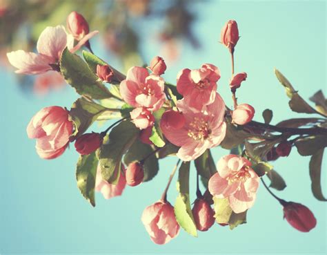 Pink Blossom Vintage Colors Free Stock Photo - Public Domain Pictures