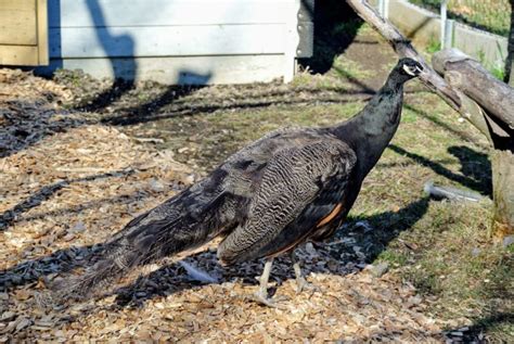 A New Peacock Arrives at the Farm - The Martha Stewart Blog