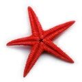 Pretty Starfish Free Stock Photo - Public Domain Pictures