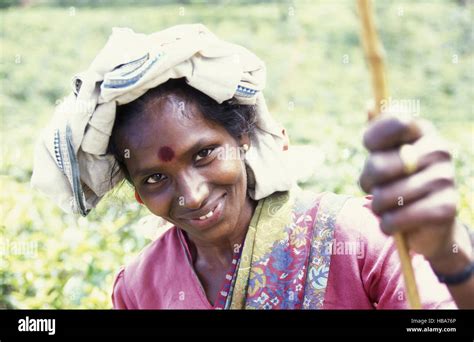 SRI LANKA NUWARA ELIYA TEA PLANTATION Stock Photo - Alamy