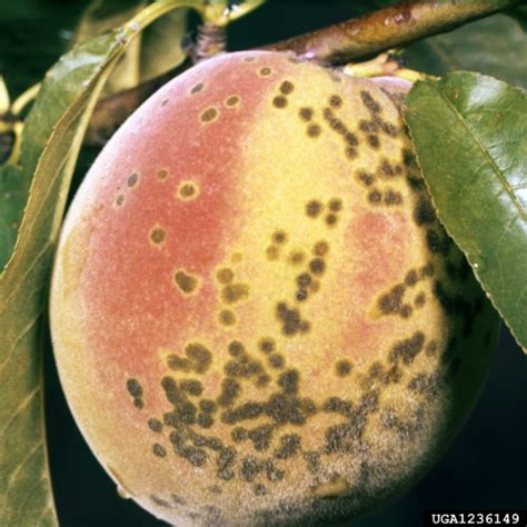 Peach Diseases | Home & Garden Information Center