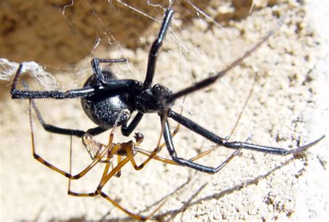 Black Widow Mating - Latrodectus hesperus - BugGuide.Net