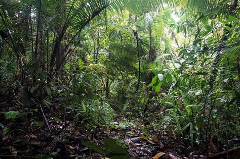 Indonesian rainforest - Stock Image - C036/4857 - Science Photo Library