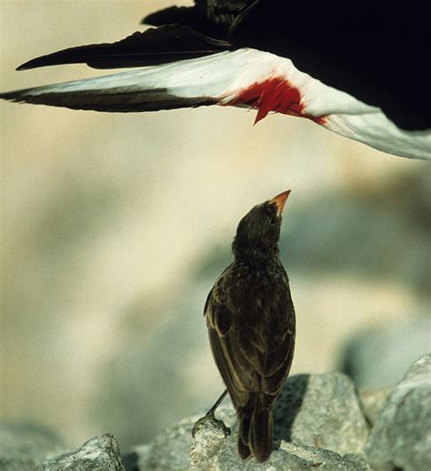 Absurd Creature of the Week: The Tiny Blood-Slurping Bird That ...