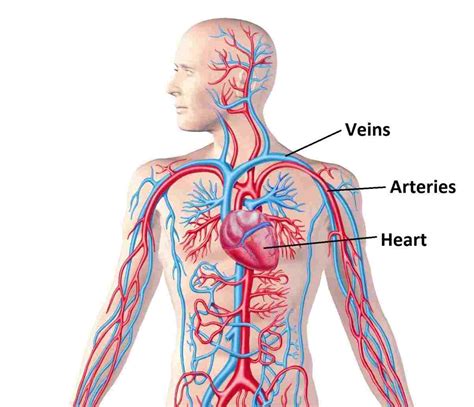 Circulatory System Drawing | Free download on ClipArtMag