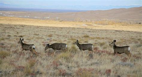 Photo Gallery for Great Sand Dunes Lodge