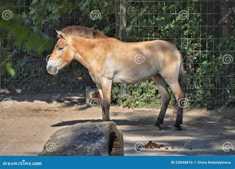 Horse Mixed with Donkey Turned Hinny Stock Photo - Image of hack ...