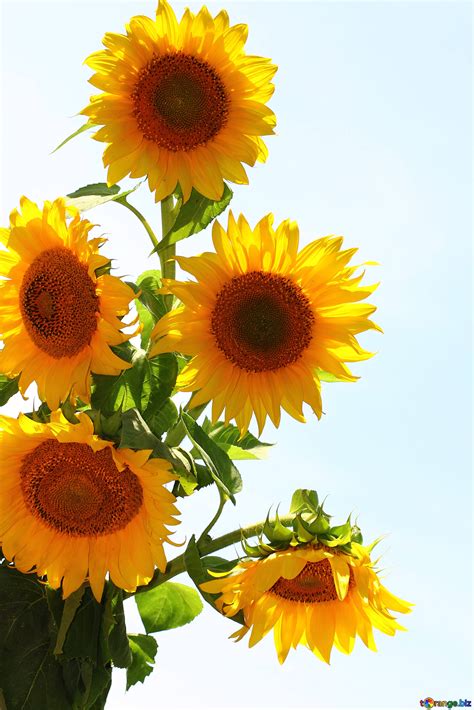 Bouquet of sunflowers for wishes free image - № 32698